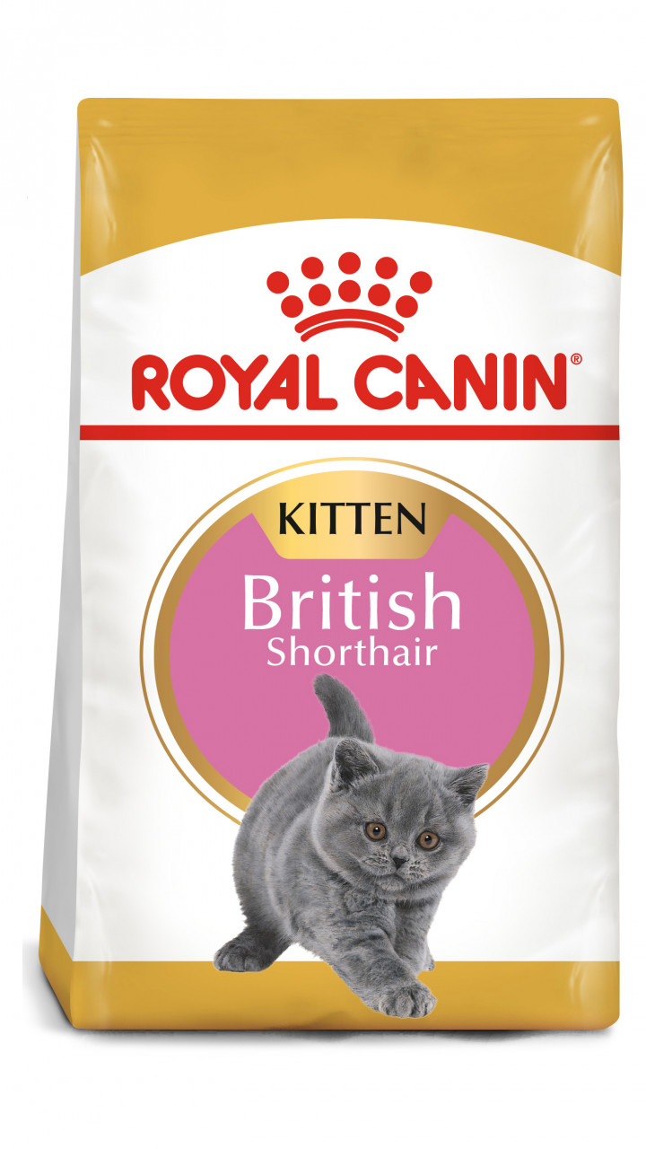 KITTEN BRITISH SHORTHAIR 10 kg